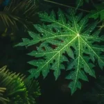 Daun Pepaya Manfaatnya untuk Kesehatan yang Luar Biasa 4 4 simzatdotcom