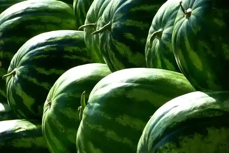 Manfaat Luar Biasa Buah Semangka untuk Kesehatan 16 16 simzatdotcom